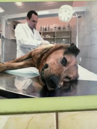 5b_veterinarija_07.jpg