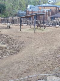 1a_ZOO_25.jpg